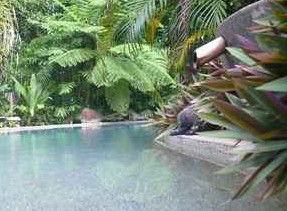 Daintree Rainforest Retreat Motel - Perisher Accommodation 5
