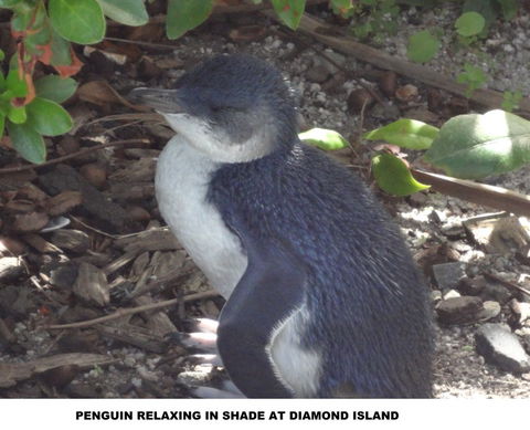 Diamond Island Resort - Perisher Accommodation 2