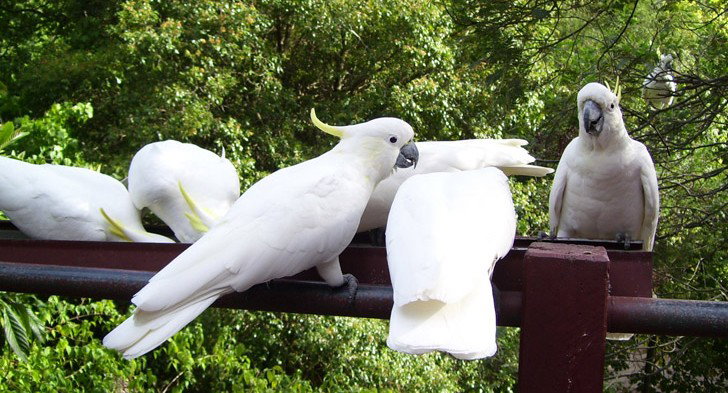 Summertown SA Perisher Accommodation