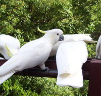 Lorikeet Lane BB - Perisher Accommodation