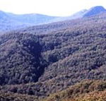 Callicoma Hill Eco-Cabins - Perisher Accommodation
