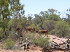 Aldville Station - Perisher Accommodation 2
