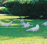 Aurora Kakadu - Perisher Accommodation