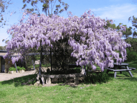 Studio Cottages Romantic Hideaway - Perisher Accommodation 5
