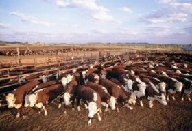 Bond Springs Outback Retreat - Perisher Accommodation 0