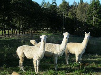 Blackwattle Farm B&B And Farm Stay - Perisher Accommodation 0