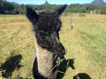 Blackwattle Farm B&B And Farm Stay - Perisher Accommodation 4