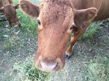 Blackwattle Farm B&B And Farm Stay - Perisher Accommodation 5