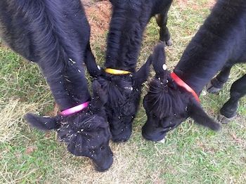 Blackwattle Farm B&B And Farm Stay - Perisher Accommodation 6