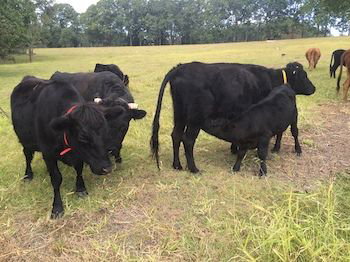 Blackwattle Farm B&B And Farm Stay - Perisher Accommodation 8