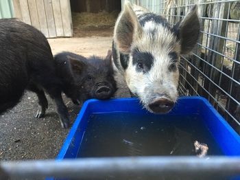 Blackwattle Farm B&B And Farm Stay - Perisher Accommodation 14