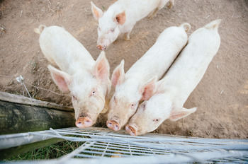 Blackwattle Farm B&B And Farm Stay - Perisher Accommodation 39