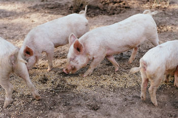 Blackwattle Farm B&B And Farm Stay - Perisher Accommodation 40