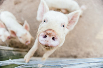 Blackwattle Farm B&B And Farm Stay - Perisher Accommodation 41