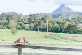 Blackwattle Farm B&B And Farm Stay - Perisher Accommodation 42