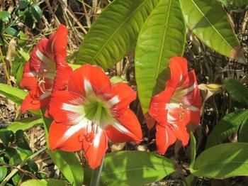 Sunshine Valley Cottages - Perisher Accommodation 2