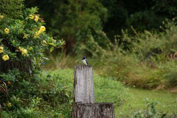 Kingfishers Manor @ Noosa - Perisher Accommodation 32