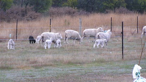 Auberge Woodend - Perisher Accommodation 0
