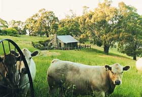 Adelaide Hills Country Cottages - Gum Tree Cottage - Perisher Accommodation 1