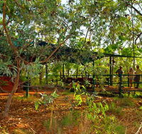 Arnhemland Barramundi Nature Lodge - Perisher Accommodation
