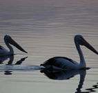 Lakeview Motor Inn - Belmont - Perisher Accommodation