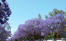 Andavine House Bed And Breakfast - Perisher Accommodation 5