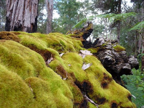Wolfe Creek Crater Camp At Wolfe Creek Crater National Park - Perisher Accommodation 14