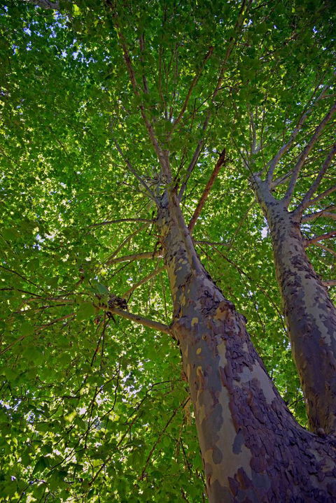 Ardern's Caravan Park, Myrtleford - Perisher Accommodation 2