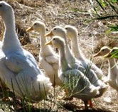 Duck Duck Goose Bed and Breakfast - Perisher Accommodation