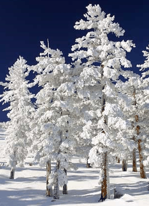 Mt Buller Apartment Management Services