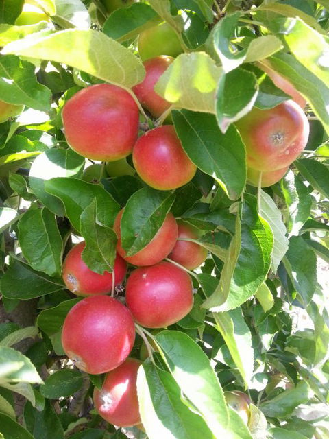 Ballachulish Farm Stay - Perisher Accommodation 5