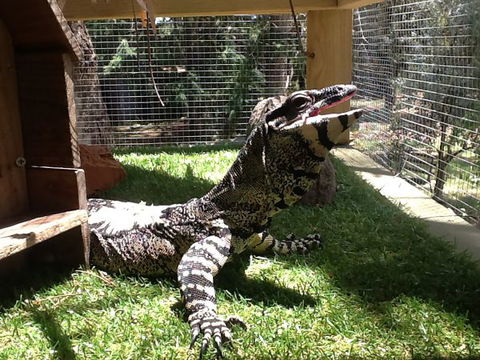 Beechworth Wildlife Stays - Perisher Accommodation 6