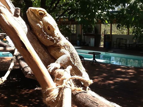 Beechworth Wildlife Stays - Perisher Accommodation 7