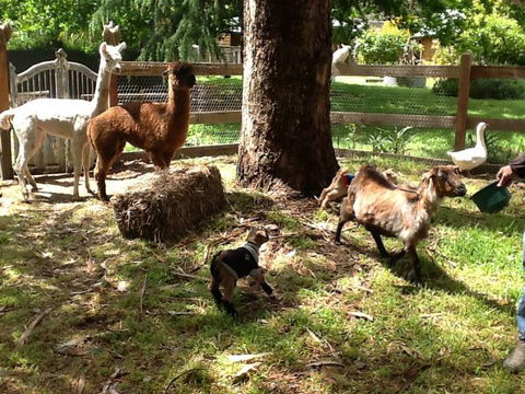 Beechworth Wildlife Stays - Perisher Accommodation 8
