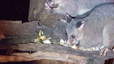 Kalimna Woods - Perisher Accommodation 7