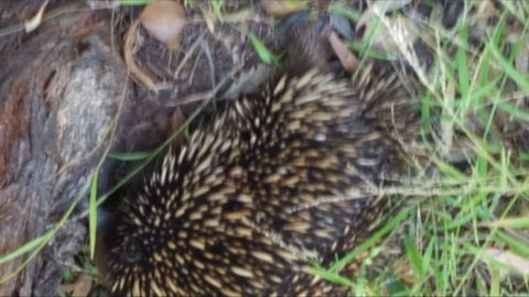 Kalimna Woods - Perisher Accommodation 9