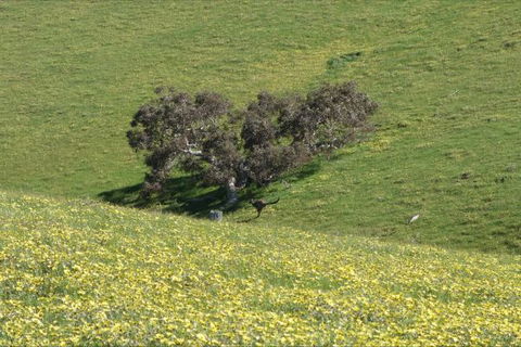 Morella Farm Stay - Perisher Accommodation 9