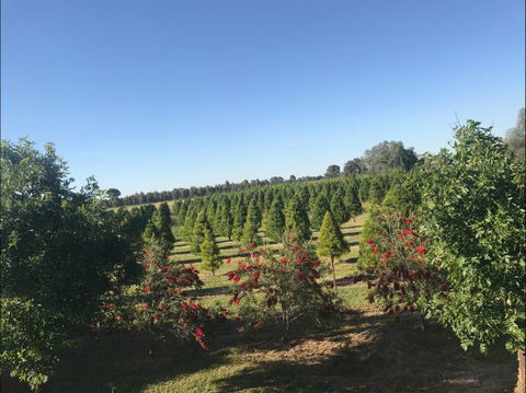 Rutherglen Christmas Trees Farm Stay - Perisher Accommodation 0
