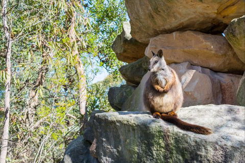 Waterfall Springs Retreat And Wildlife Sanctuary - Perisher Accommodation 9