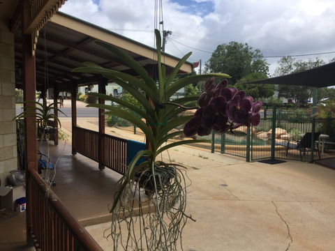 Curtain Fig Motel Yungaburra - Perisher Accommodation 2