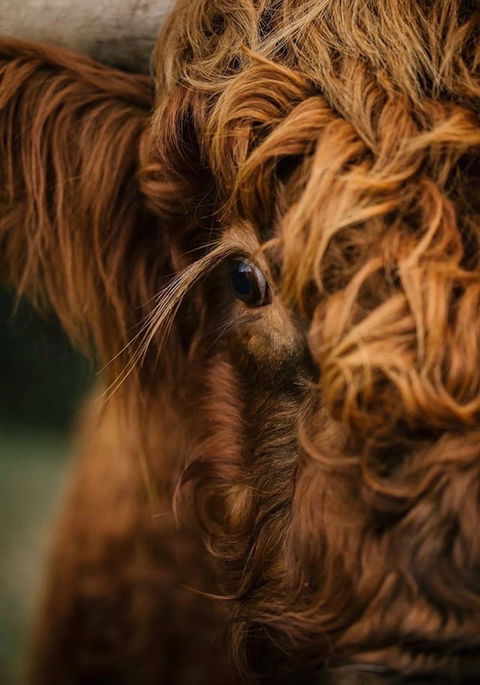 Eden Orchard And Farmstay - Perisher Accommodation 1