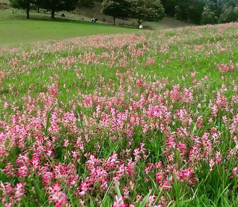 Eden Orchard And Farmstay - Perisher Accommodation 4