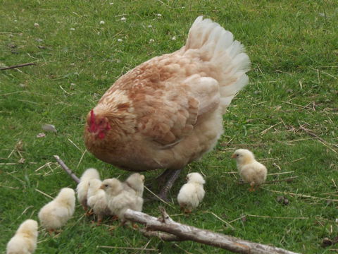 Eden Orchard And Farmstay - Perisher Accommodation 5