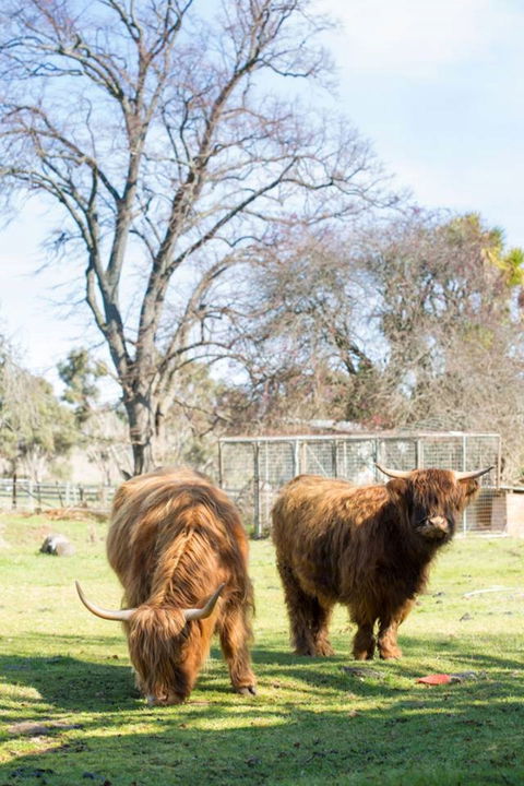 Ratho Farm - Perisher Accommodation 8