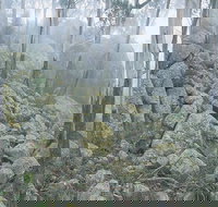 Waratah Gully campground - Perisher Accommodation