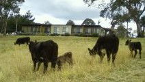 Bumblebrook Farm Motel - Perisher Accommodation 1