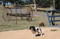 Bumblebrook Farm Motel - Perisher Accommodation 5