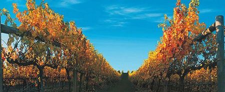 Nagambie Lakes Leisure Park - Perisher Accommodation 5