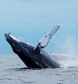 The Castlereagh 4 - Perisher Accommodation 5