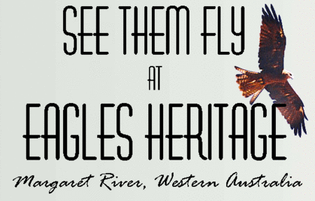 Eagles Heritage Raptor Wildlife Centre - Perisher Accommodation 0